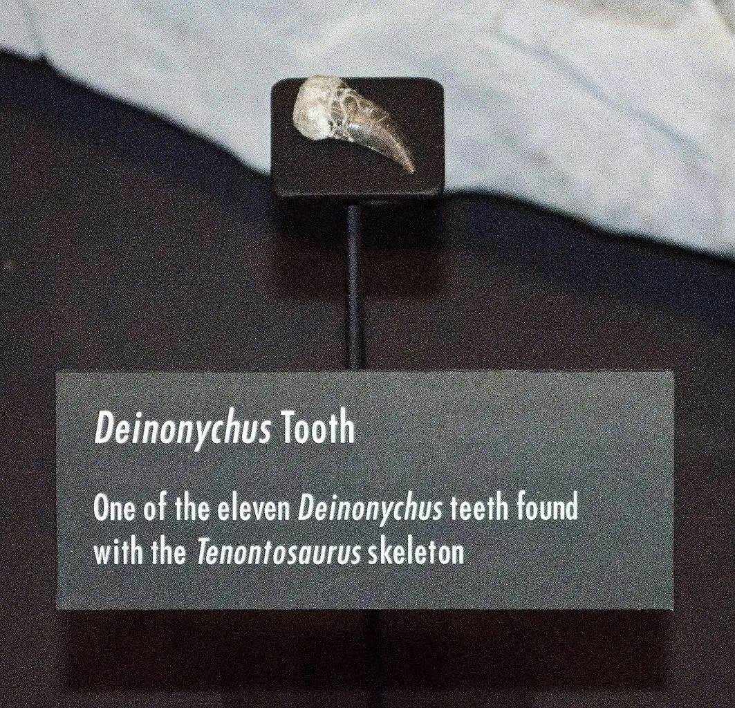 Museum of the Rockies