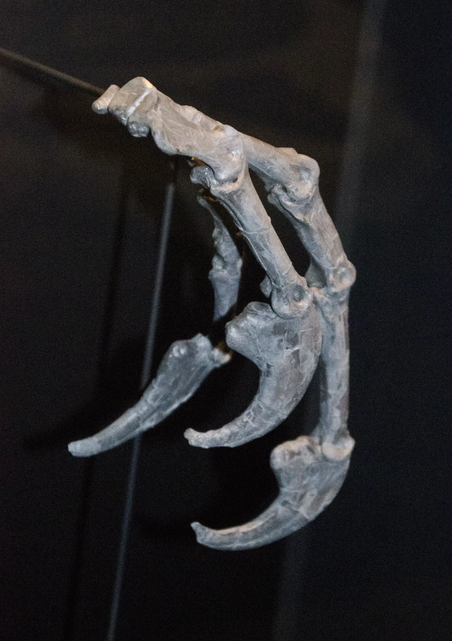 Museum of the Rockies