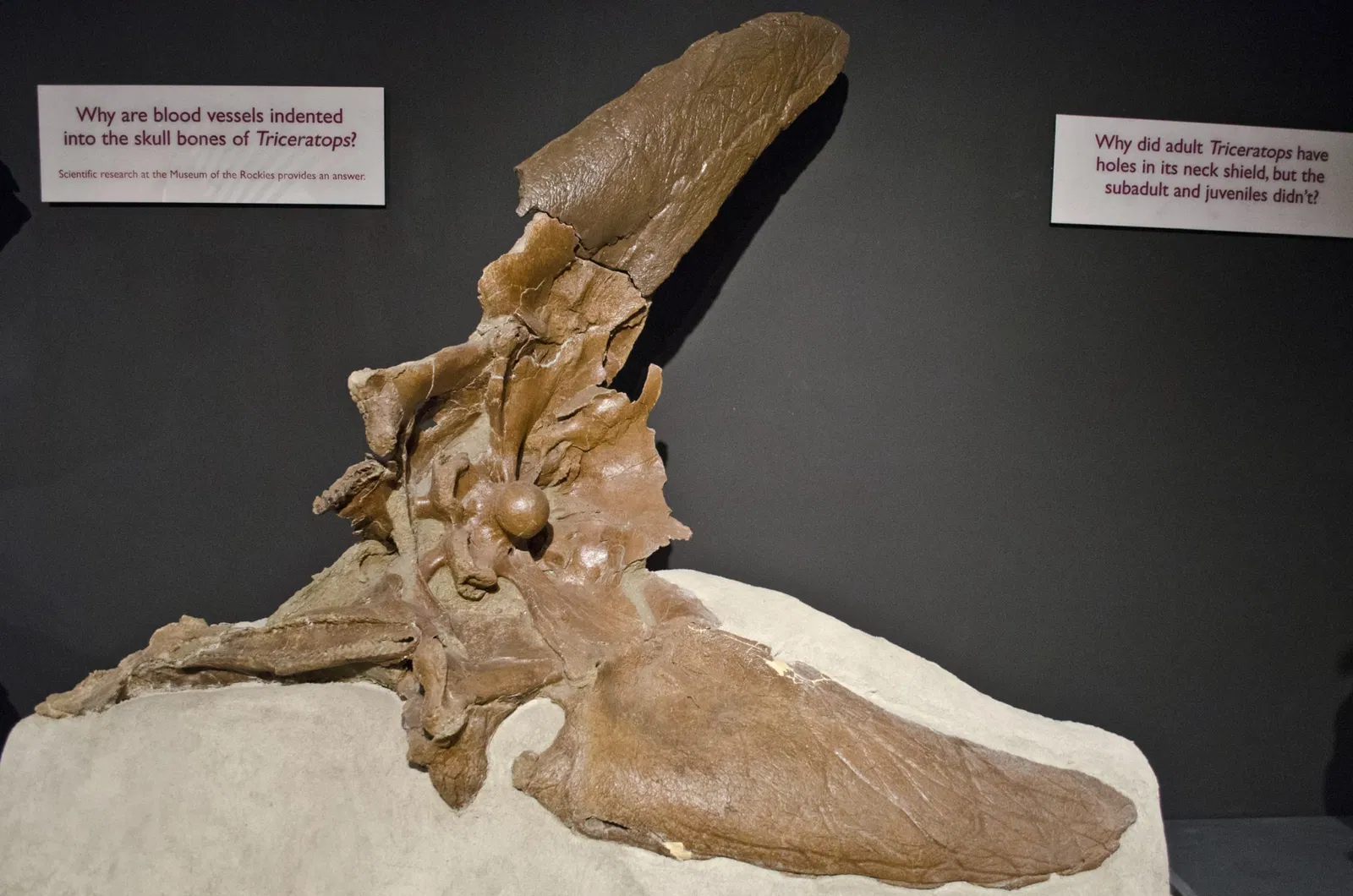 Museum of the Rockies