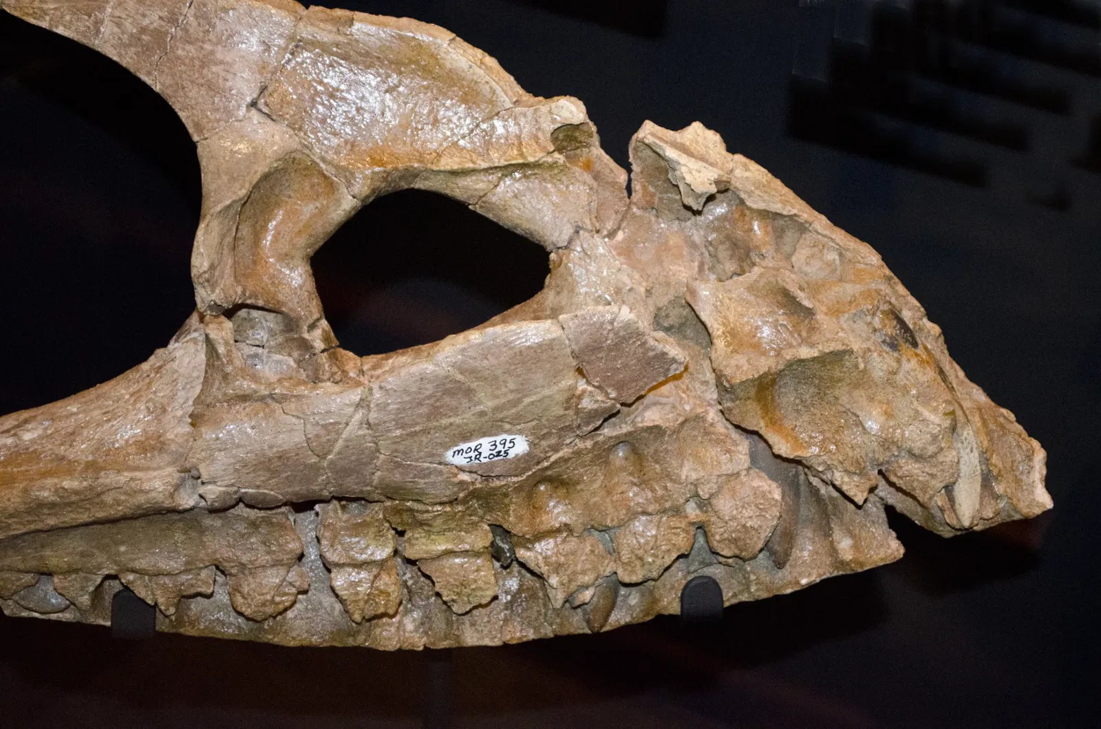 Museo de las Rocosas