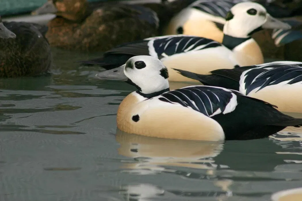 Alaska Sealife Center