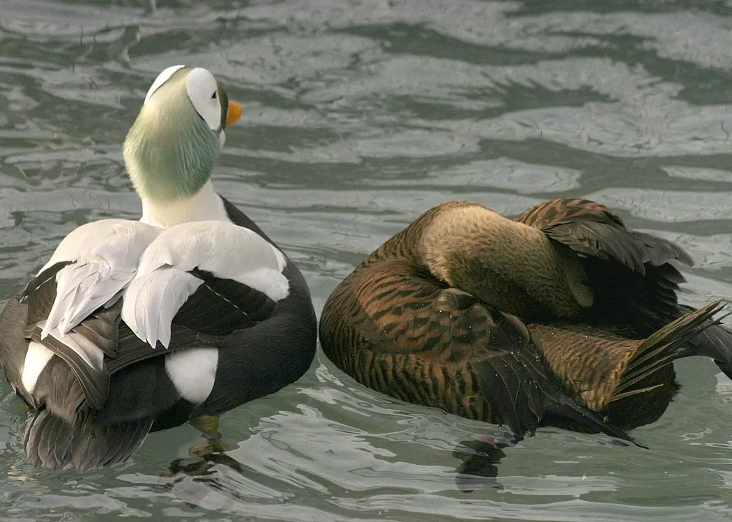 Alaska Sealife Center