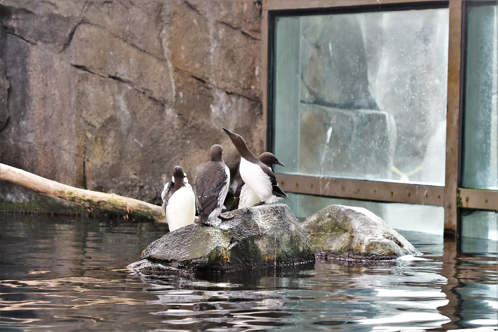 Alaska Sealife Center