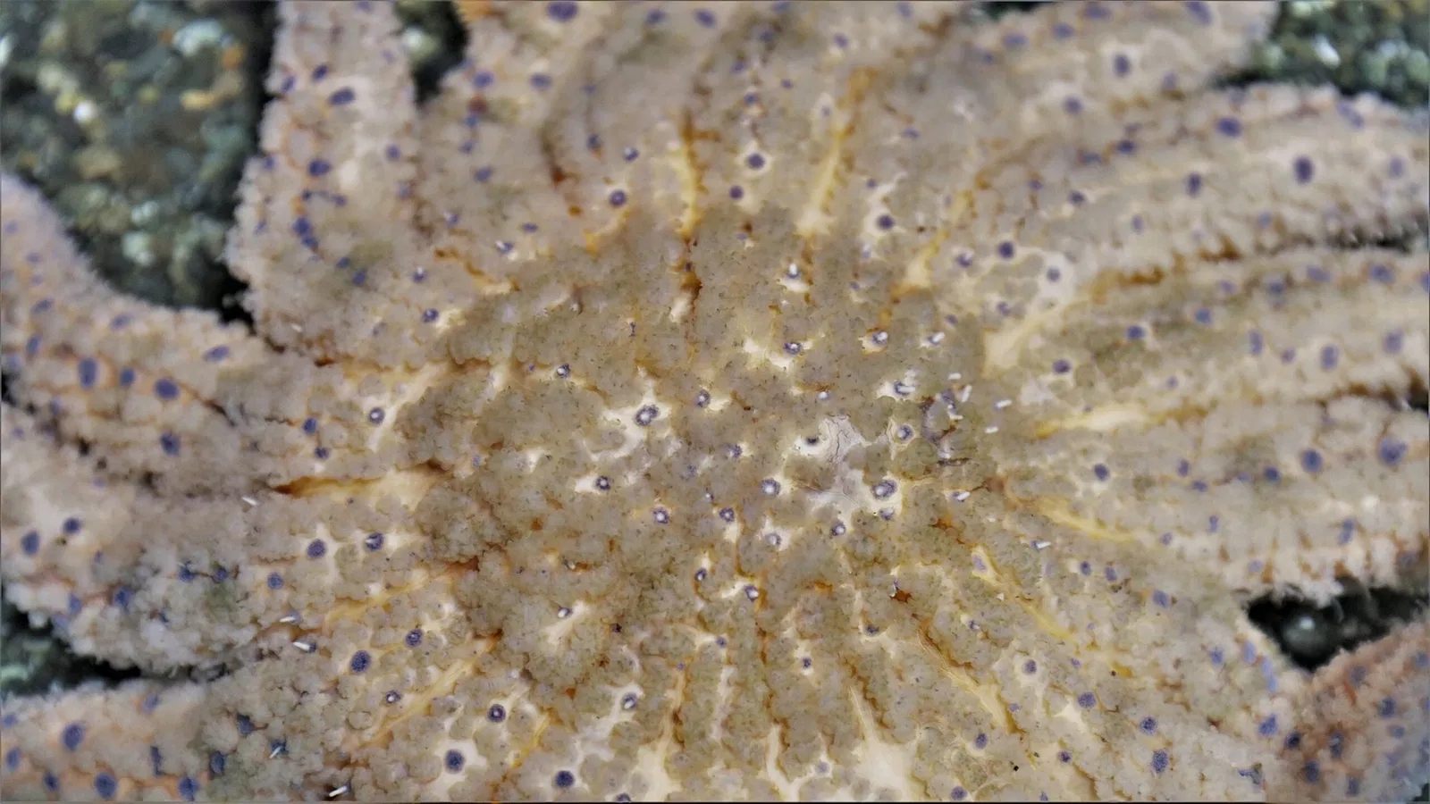 Alaska Sealife Center