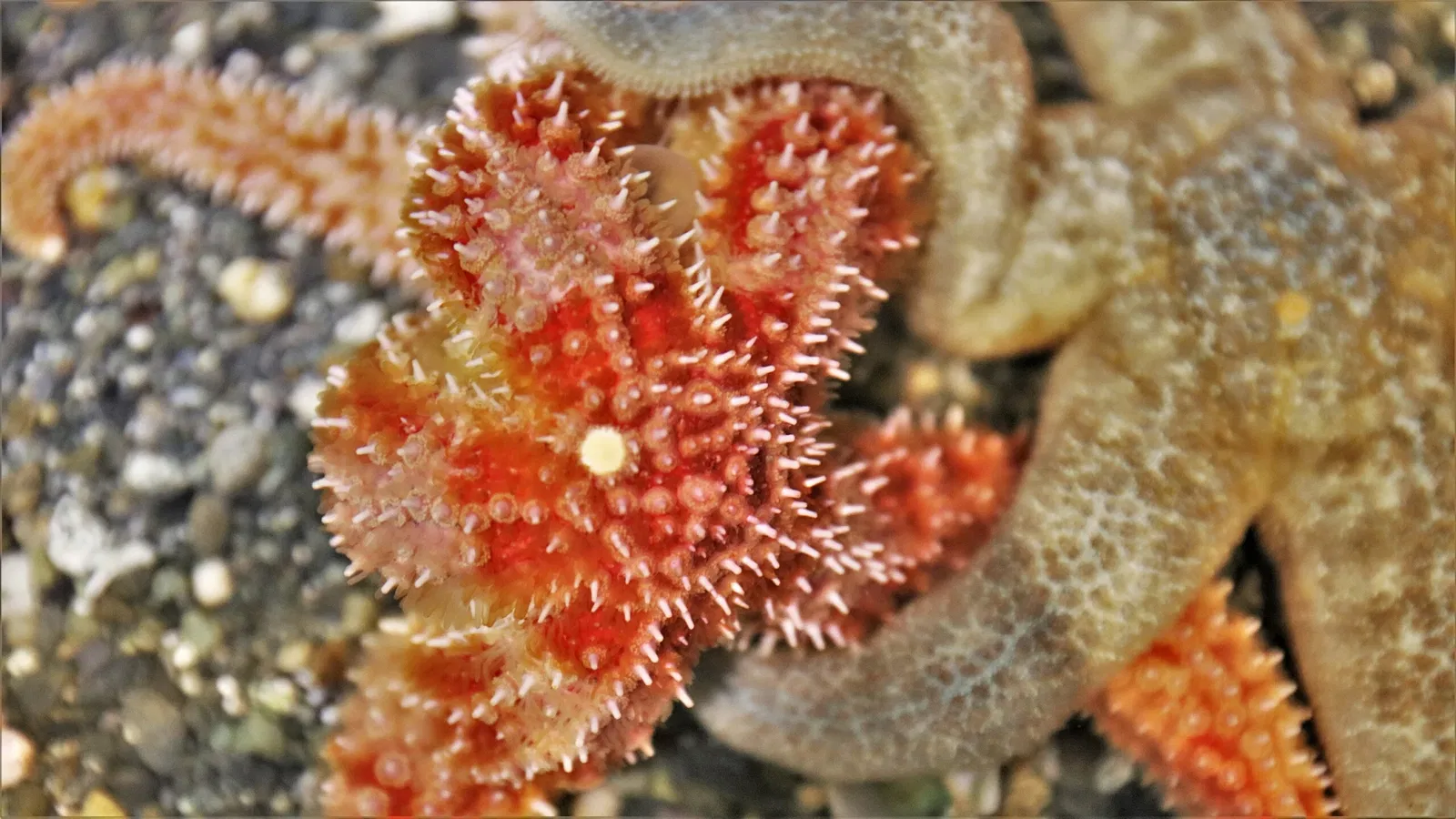 Alaska Sealife Center