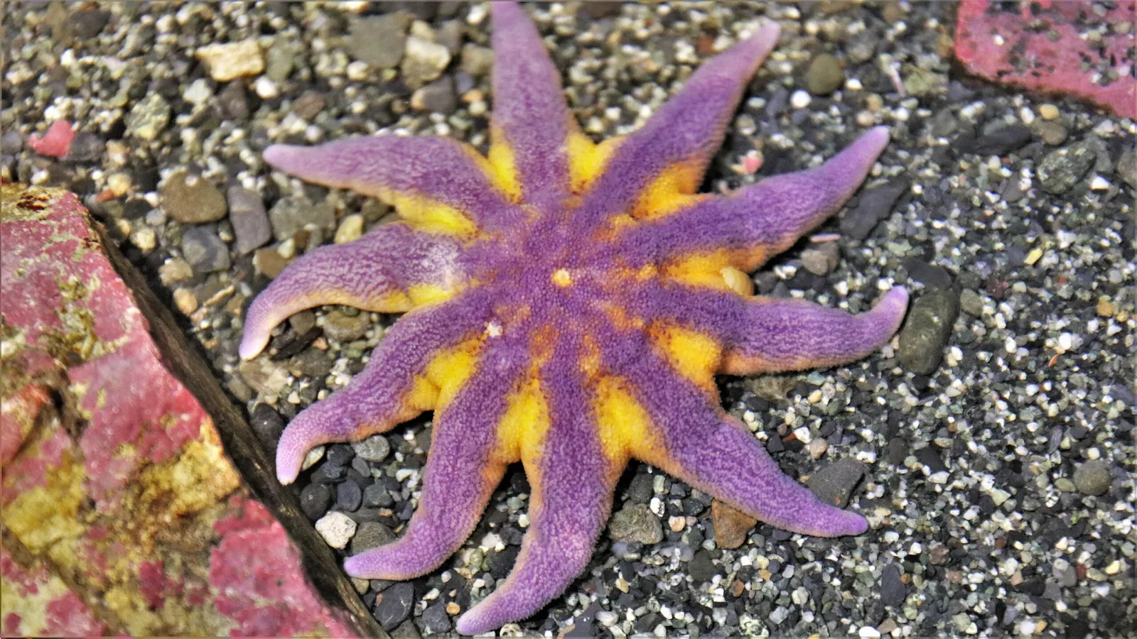 Alaska Sealife Center