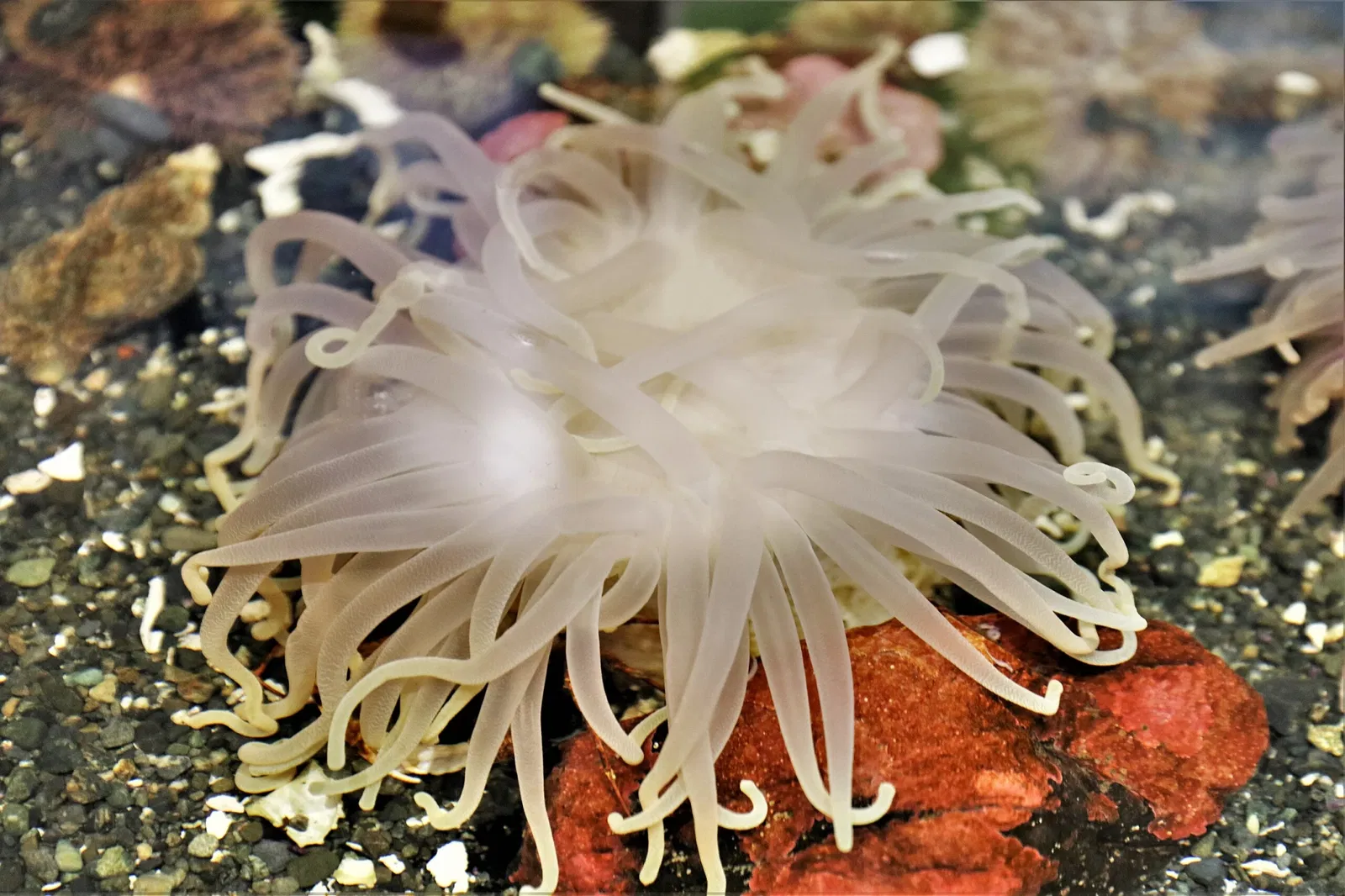 Alaska Sealife Center