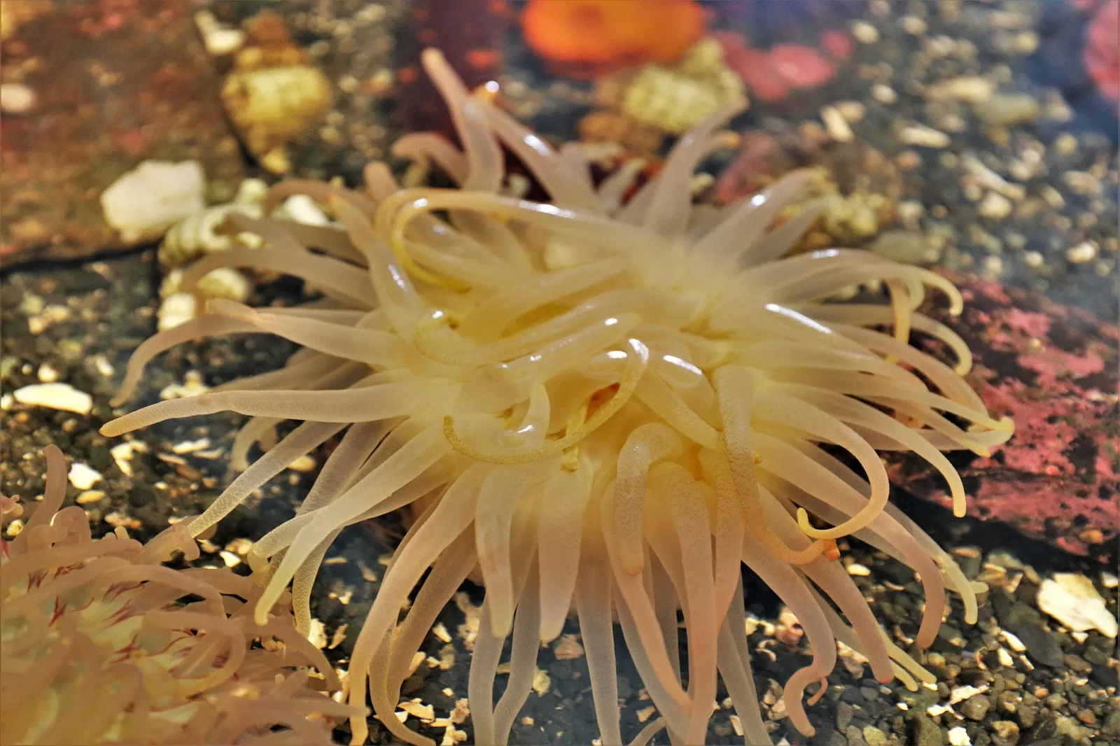 Alaska Sealife Center