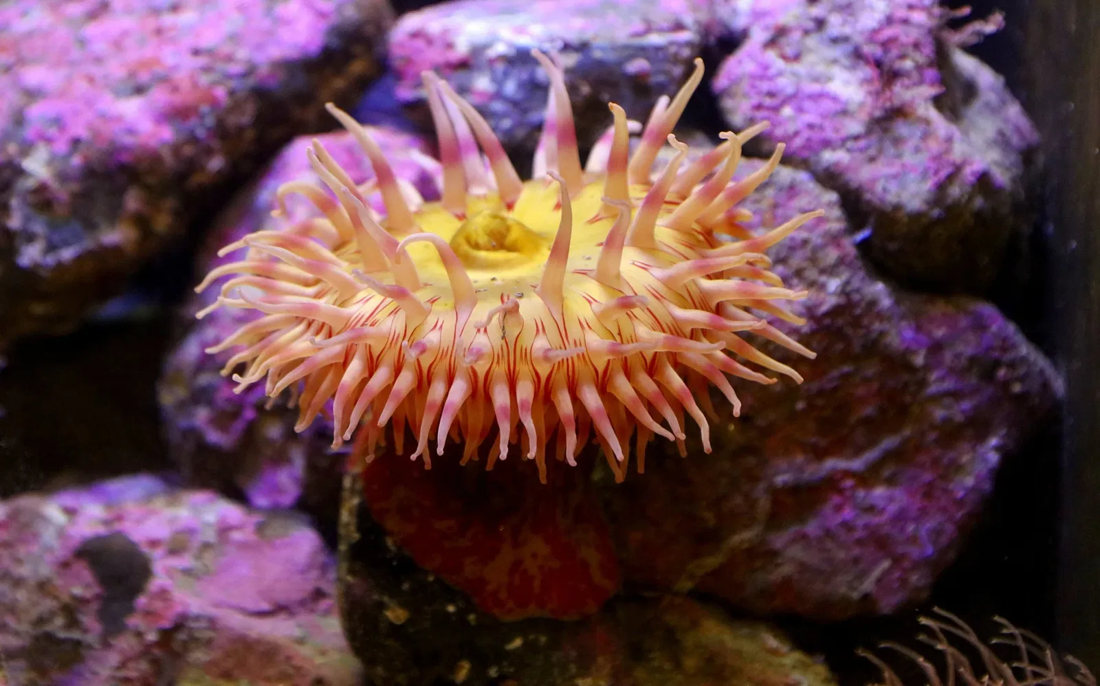 Alaska Sealife Center