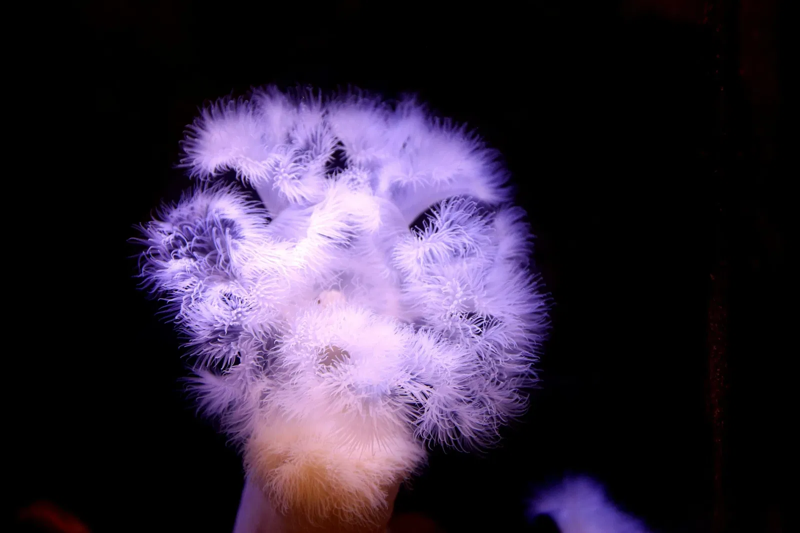 Alaska Sealife Center