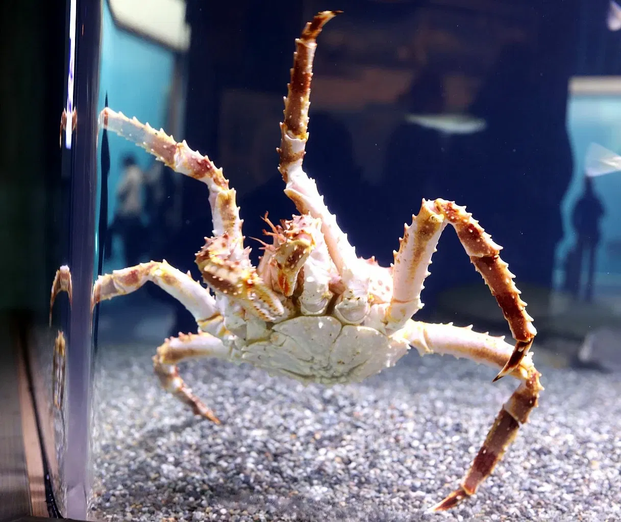 Alaska Sealife Center