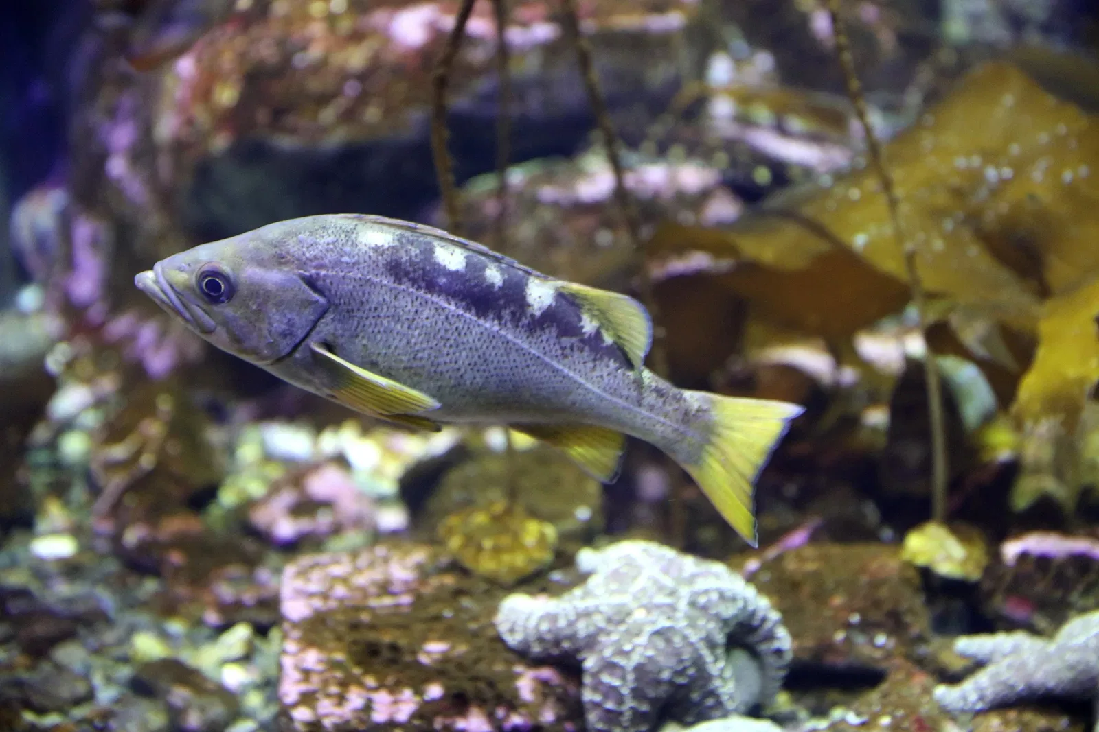 Alaska Sealife Center