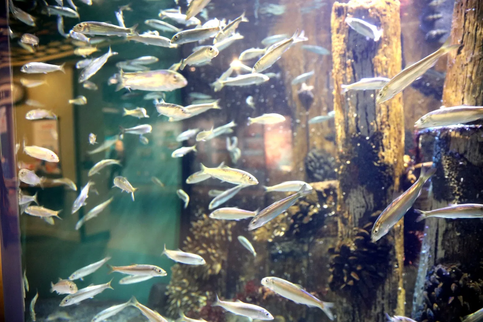 Alaska Sealife Center