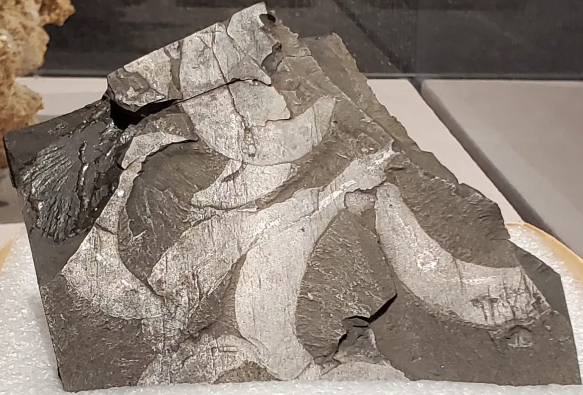 Musée d'histoire naturelle de Floride