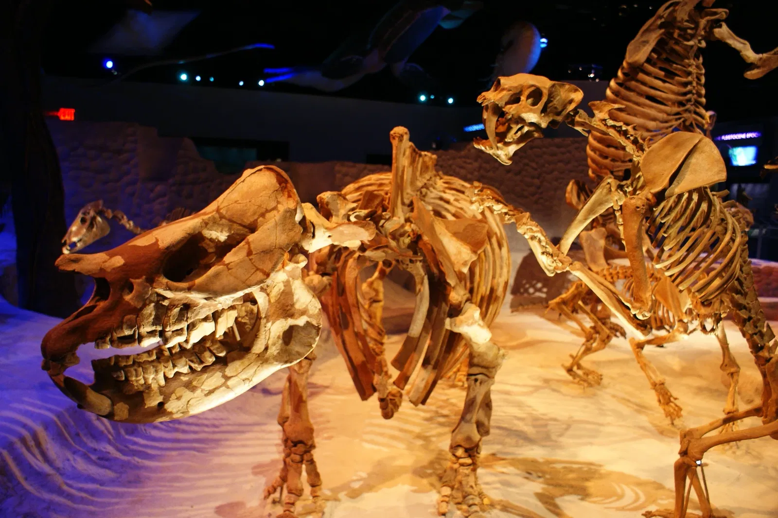 Museo de Historia Natural de Florida