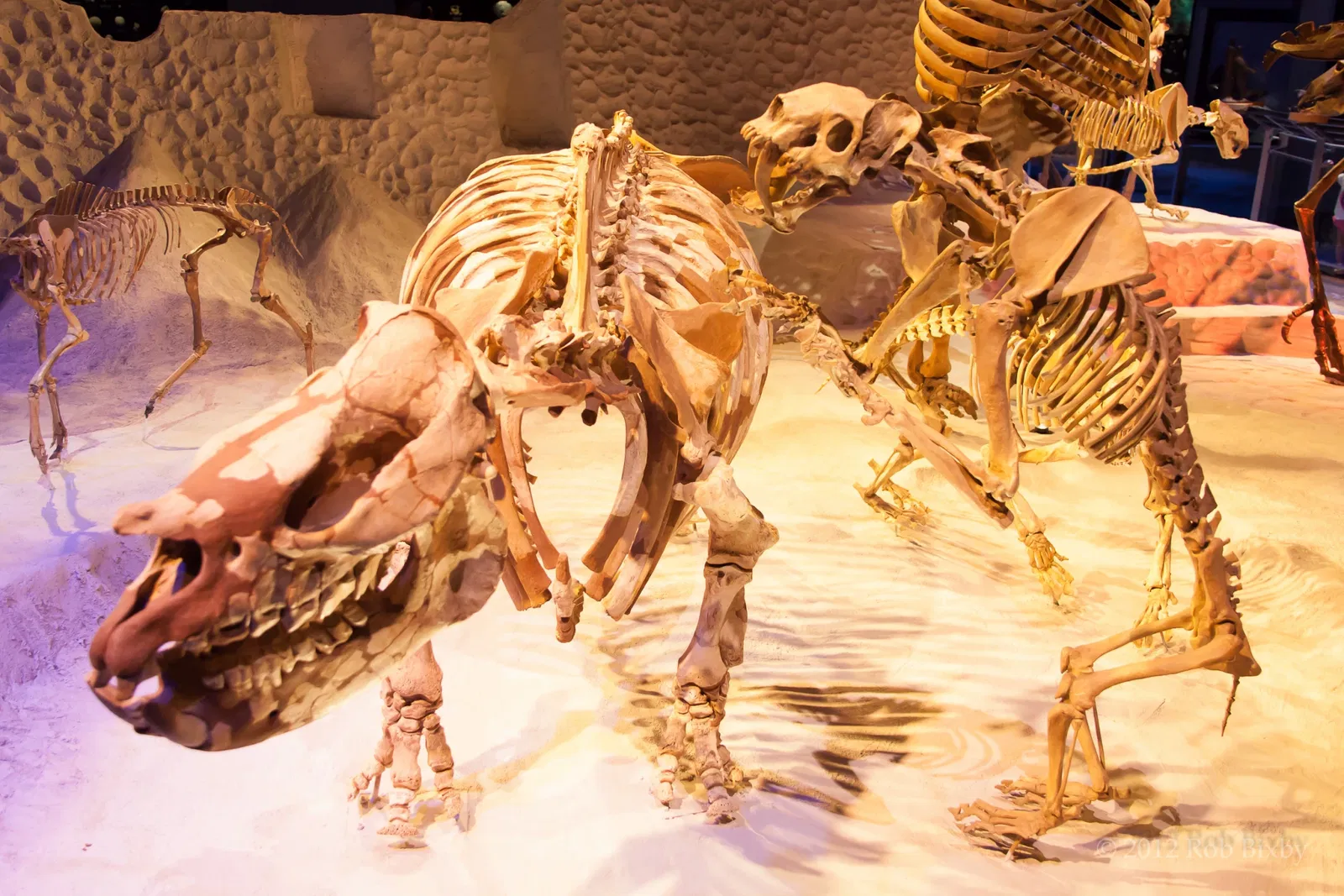 Museo de Historia Natural de Florida