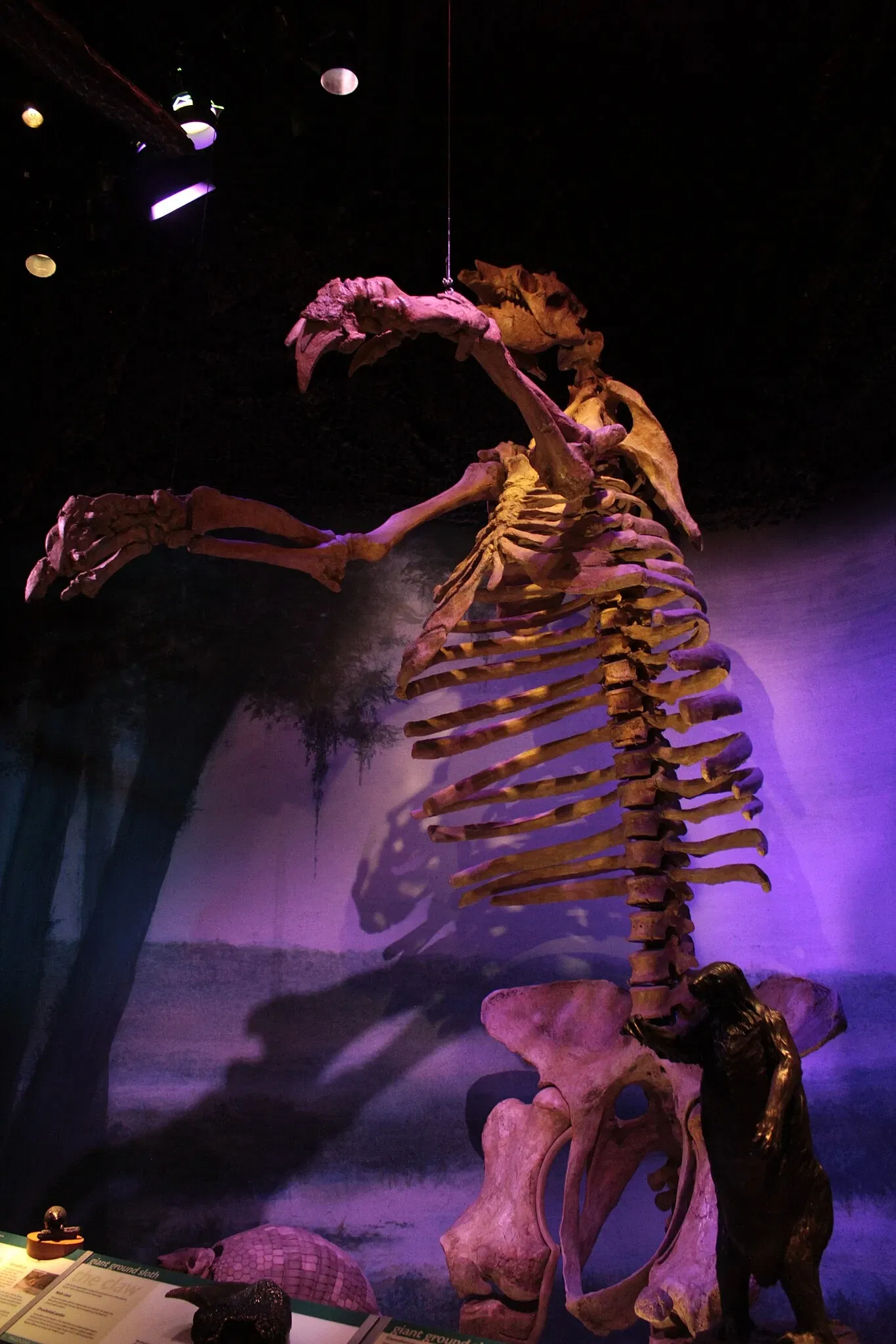 Musée d'histoire naturelle de Floride