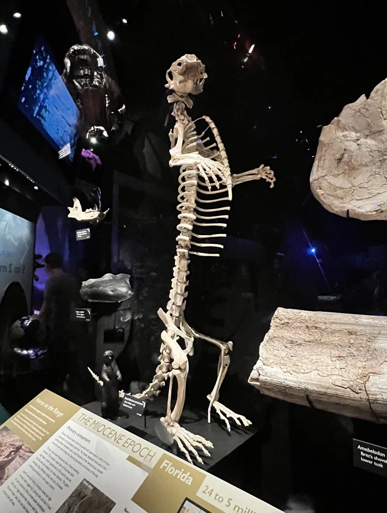 Museo de Historia Natural de Florida