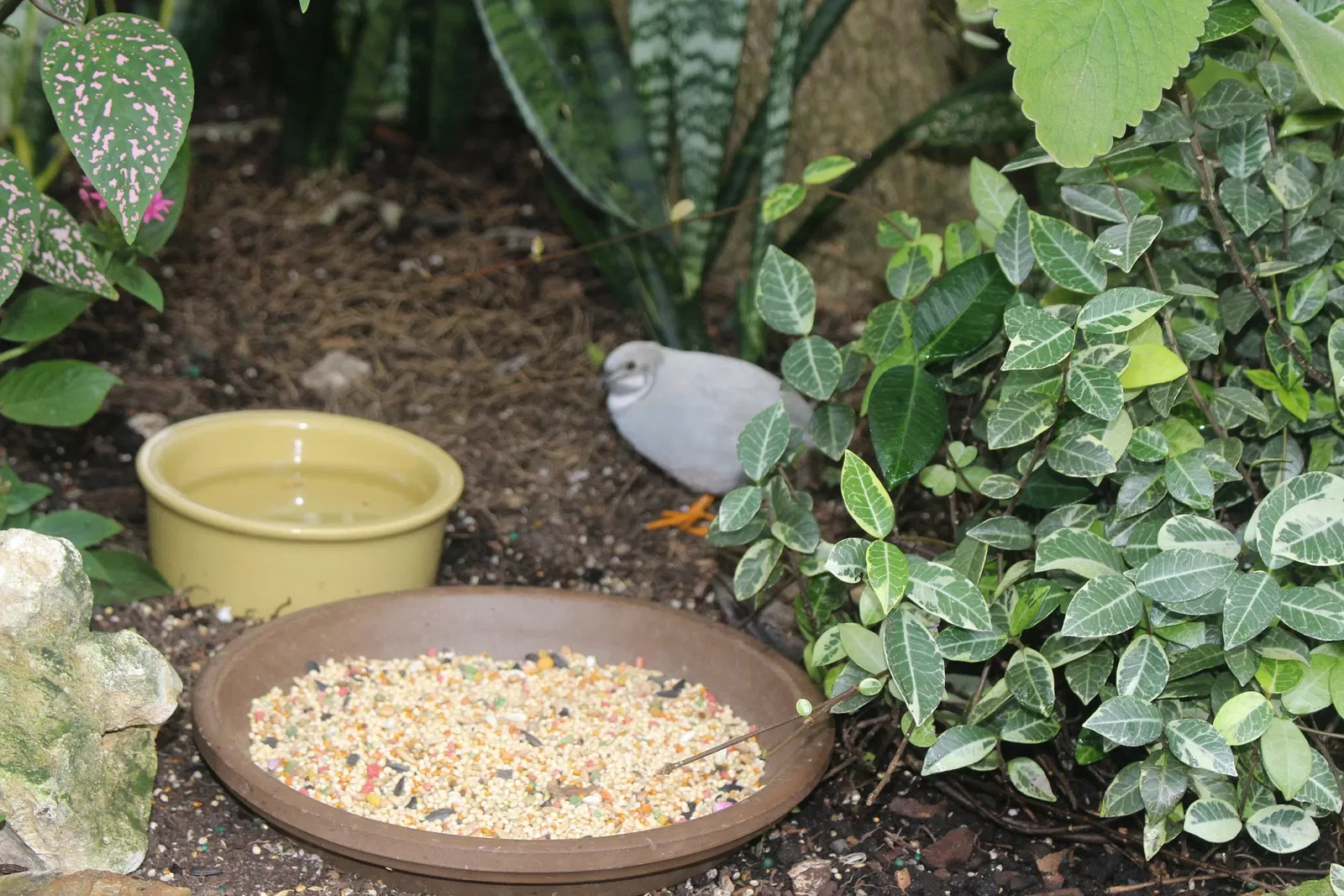 Florida Museum of Natural History