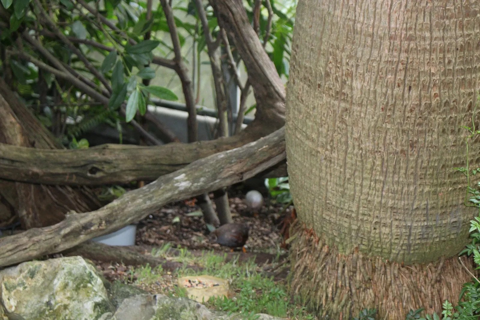 Musée d'histoire naturelle de Floride