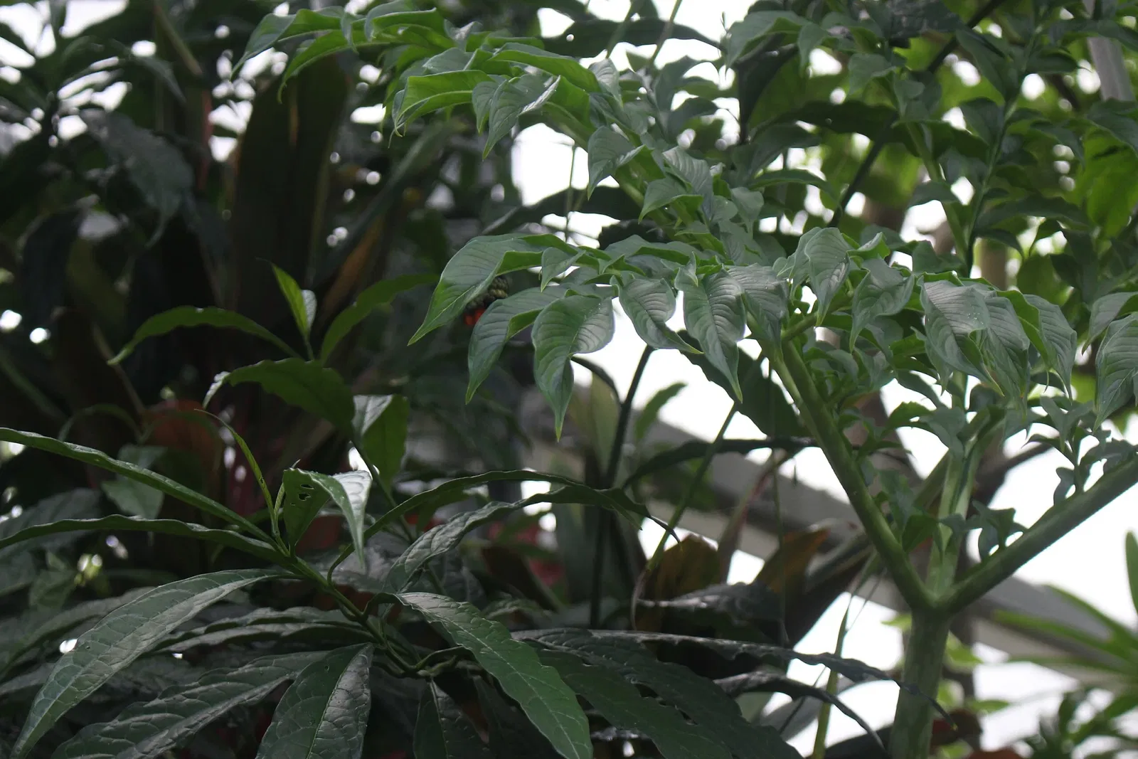 Florida Museum of Natural History