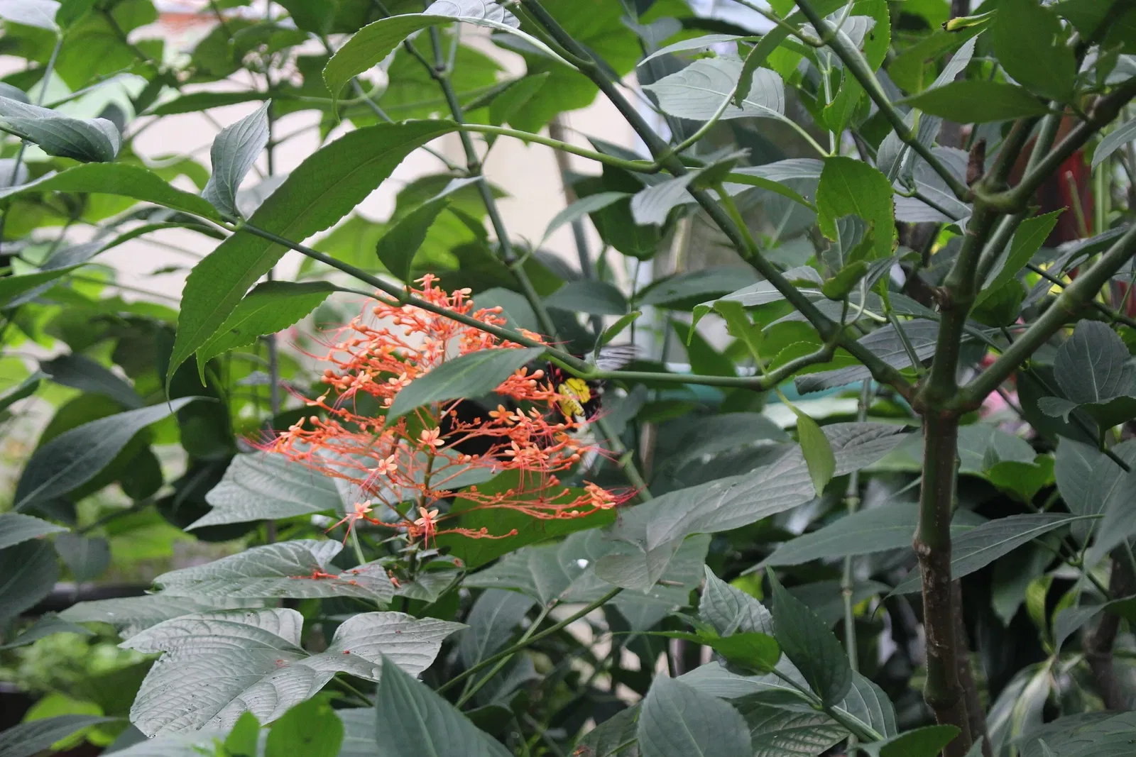 Florida Museum of Natural History