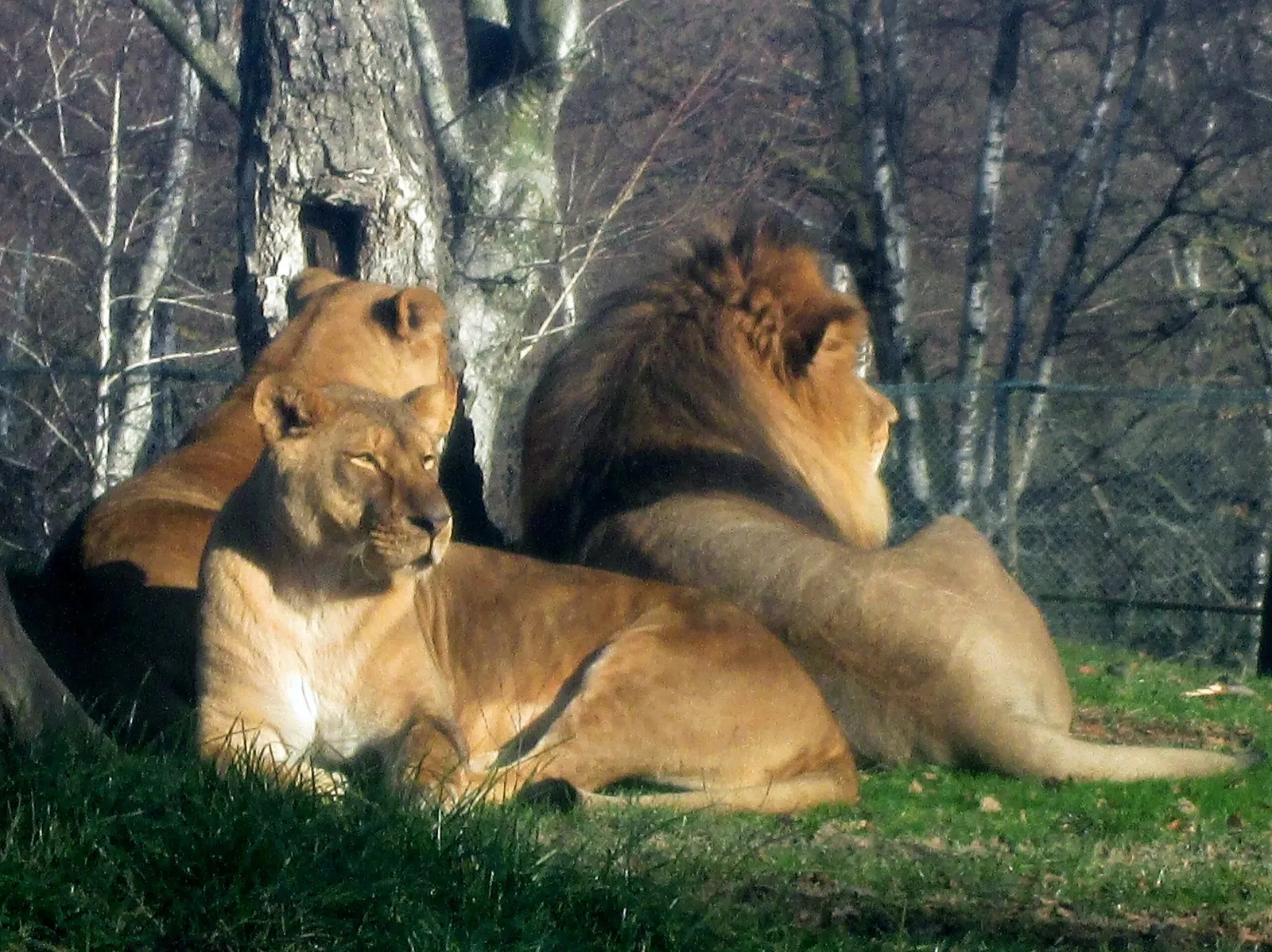 Pombia Safari Park (Pombia) - Visitor Information & Reviews