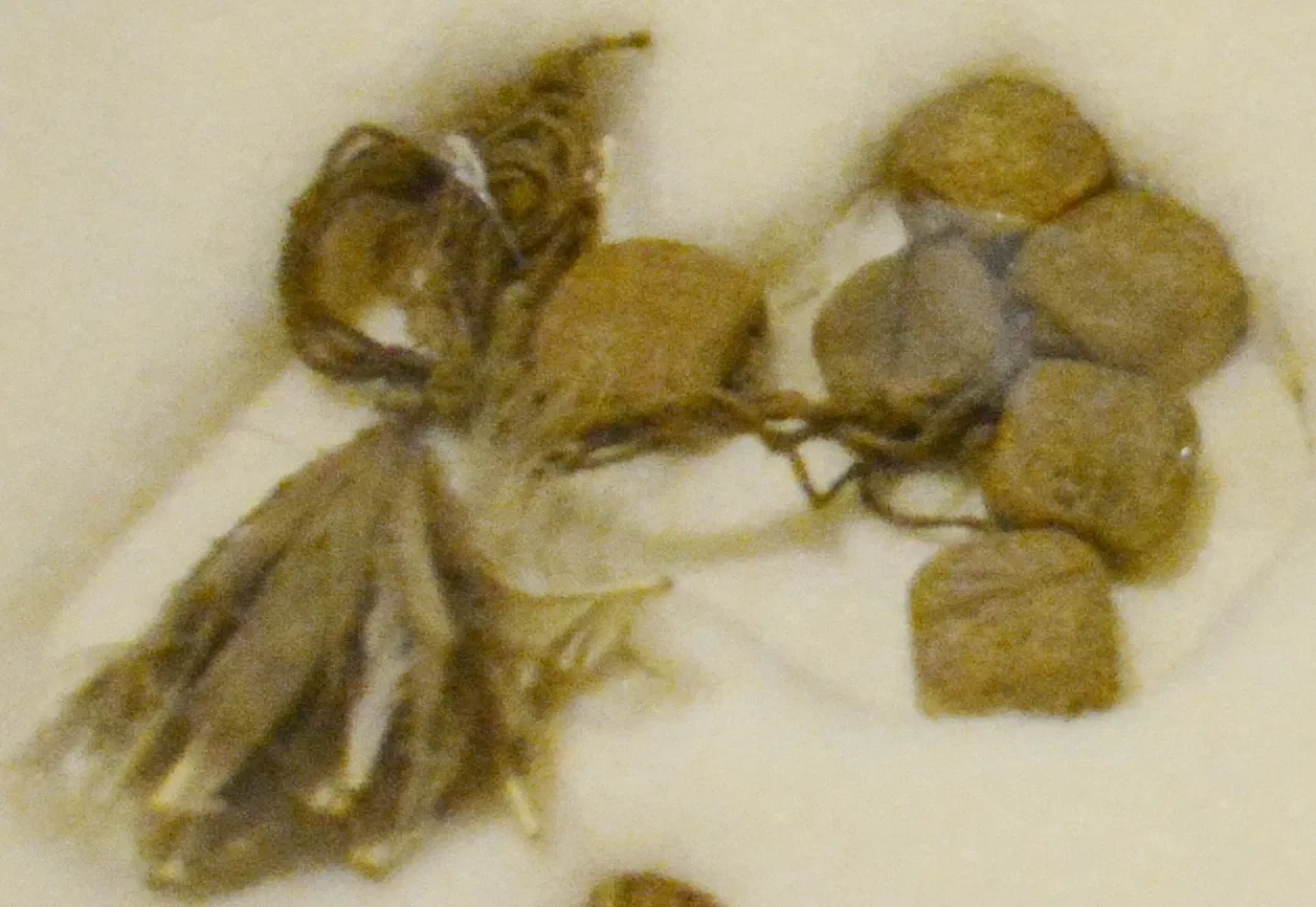 Sheldon Jackson Museum