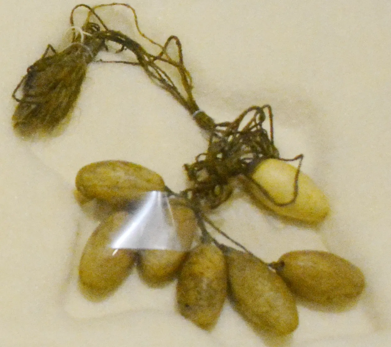 Sheldon Jackson Museum