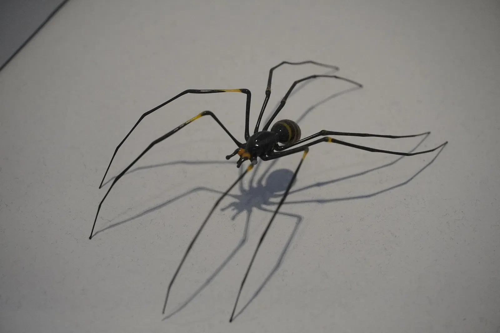 Museo Corning del Vidrio