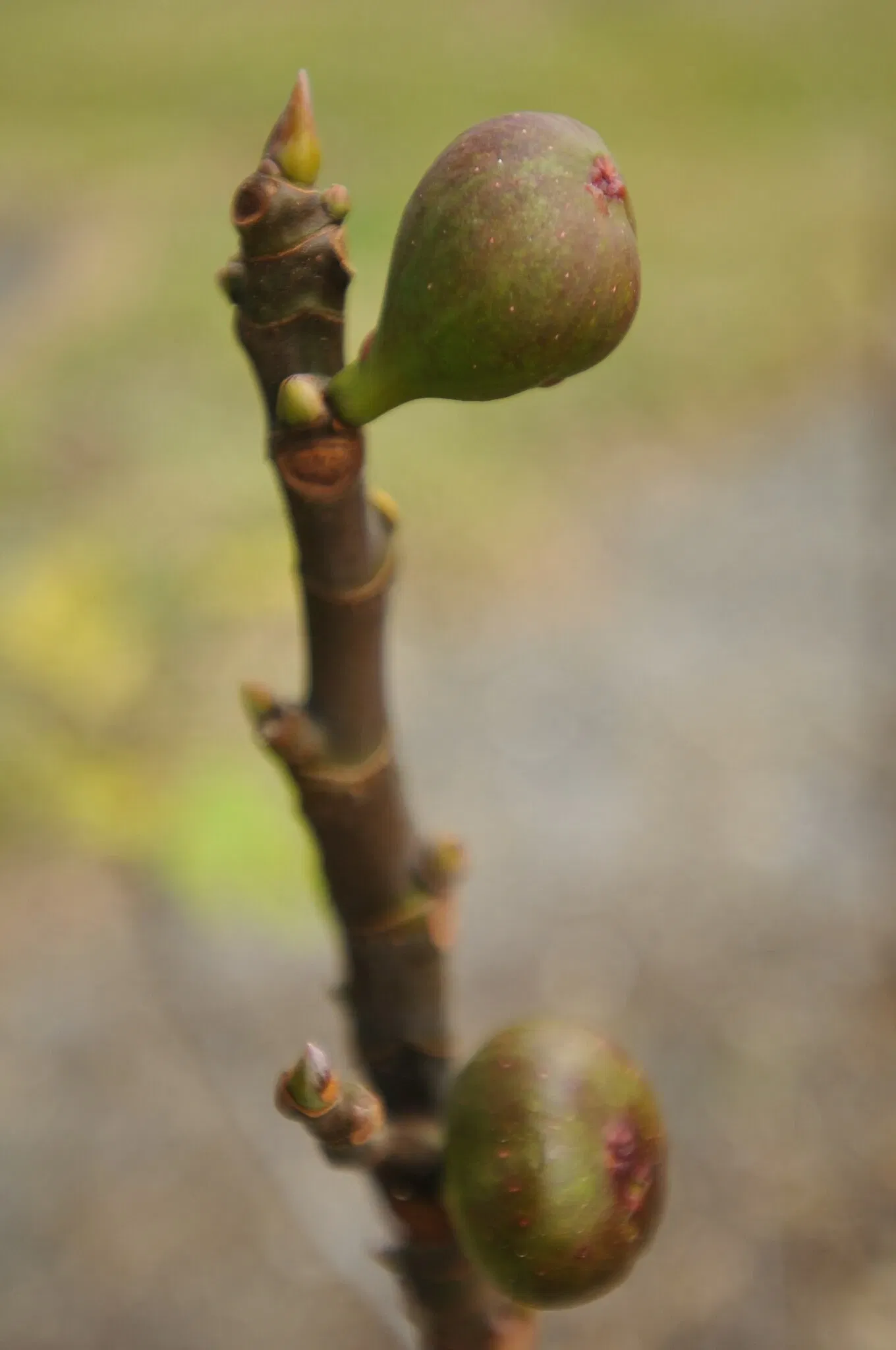 Edison and Ford Winter Estates