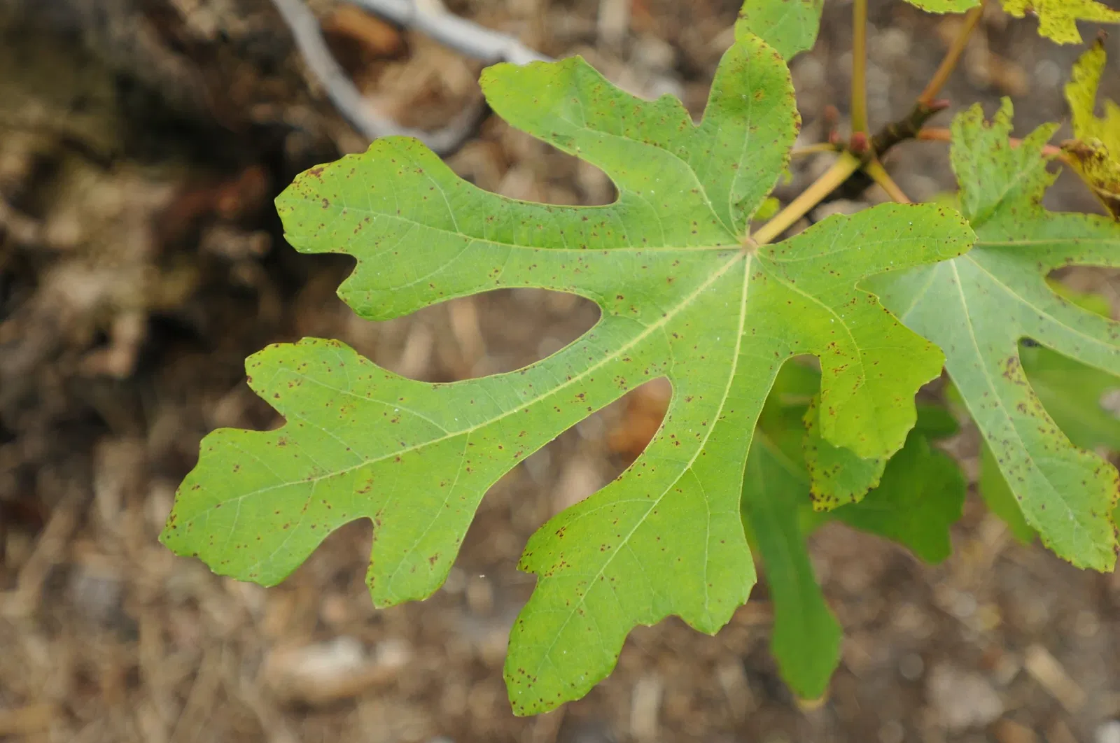 Fincas de Invierno de Edison y Ford