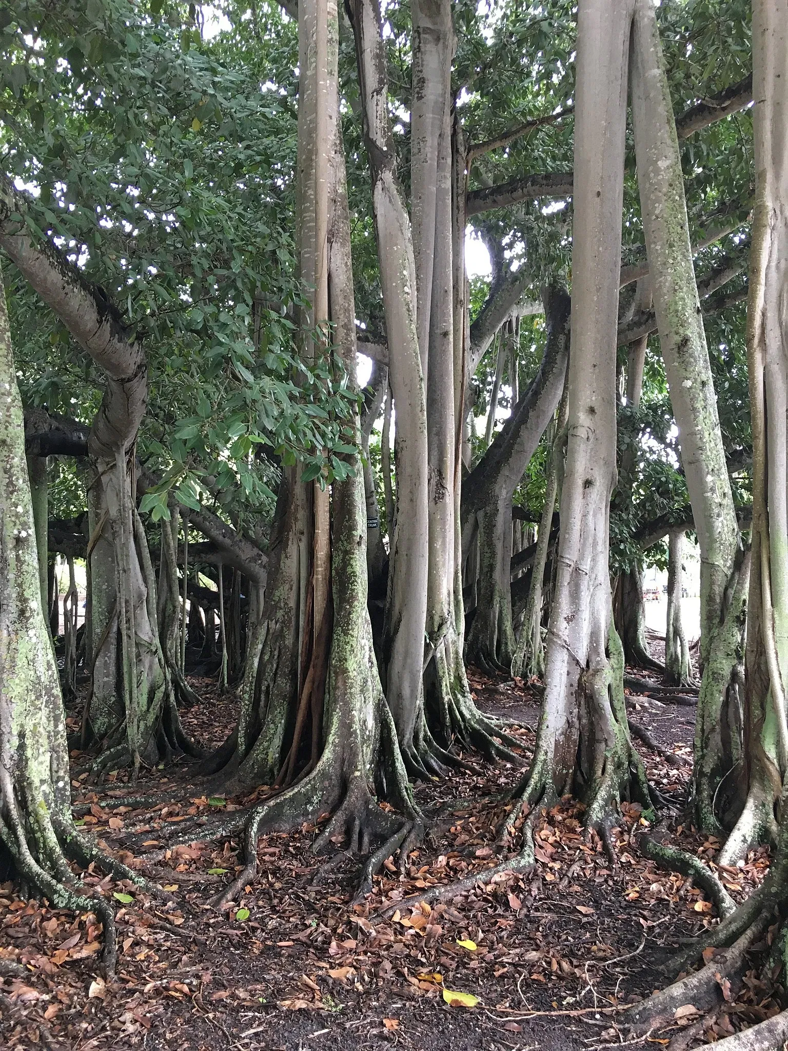 Edison and Ford Winter Estates