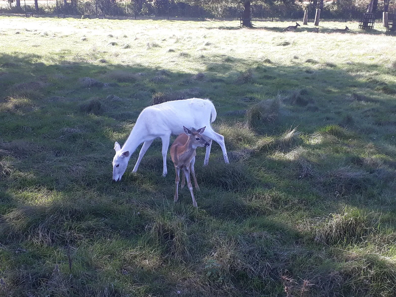 Oxbow Park & Zollman Zoo