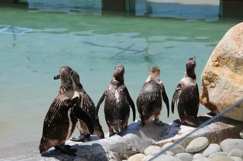 Zoo Santo Inácio