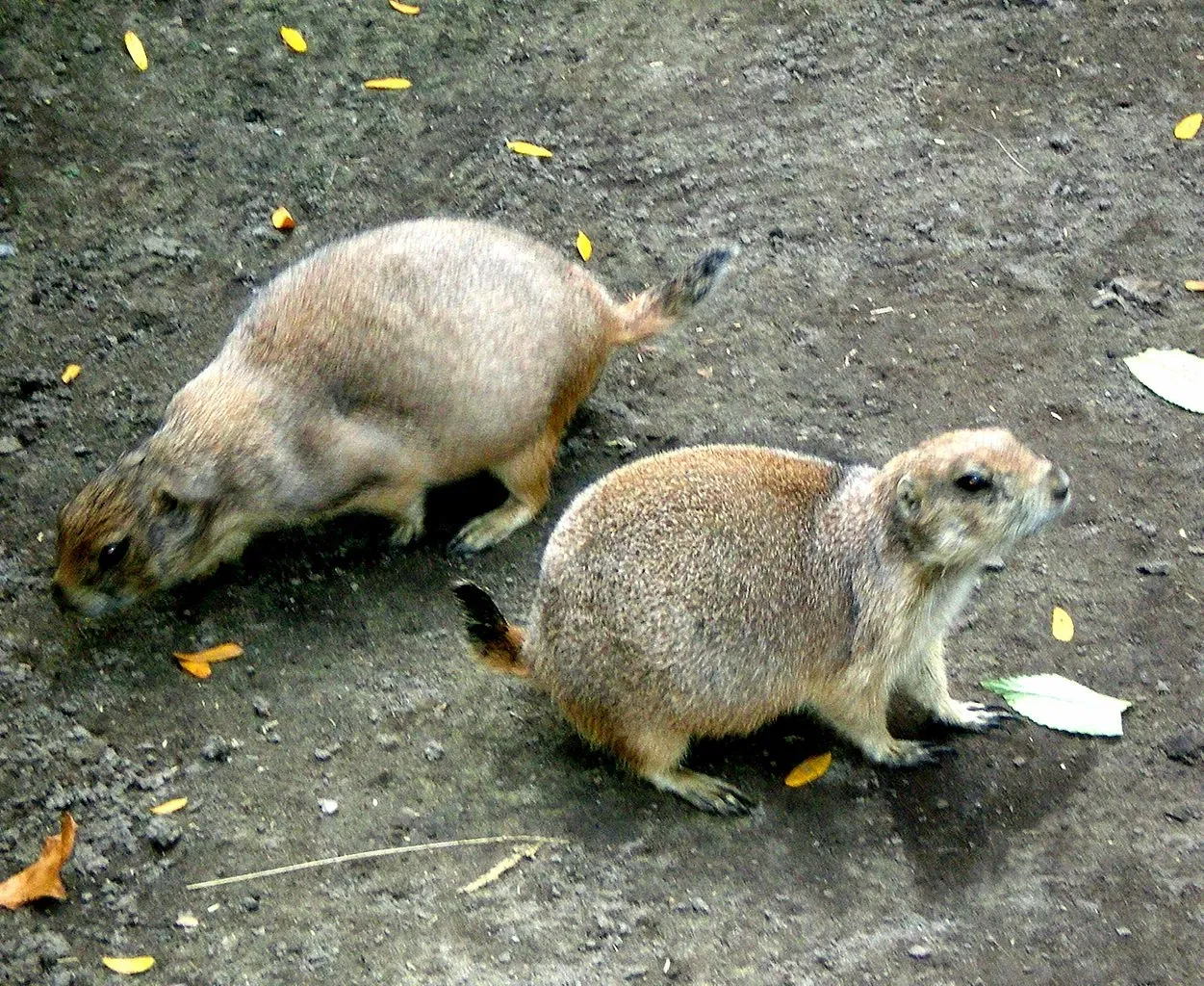 Children's Zoo At Celebration Square