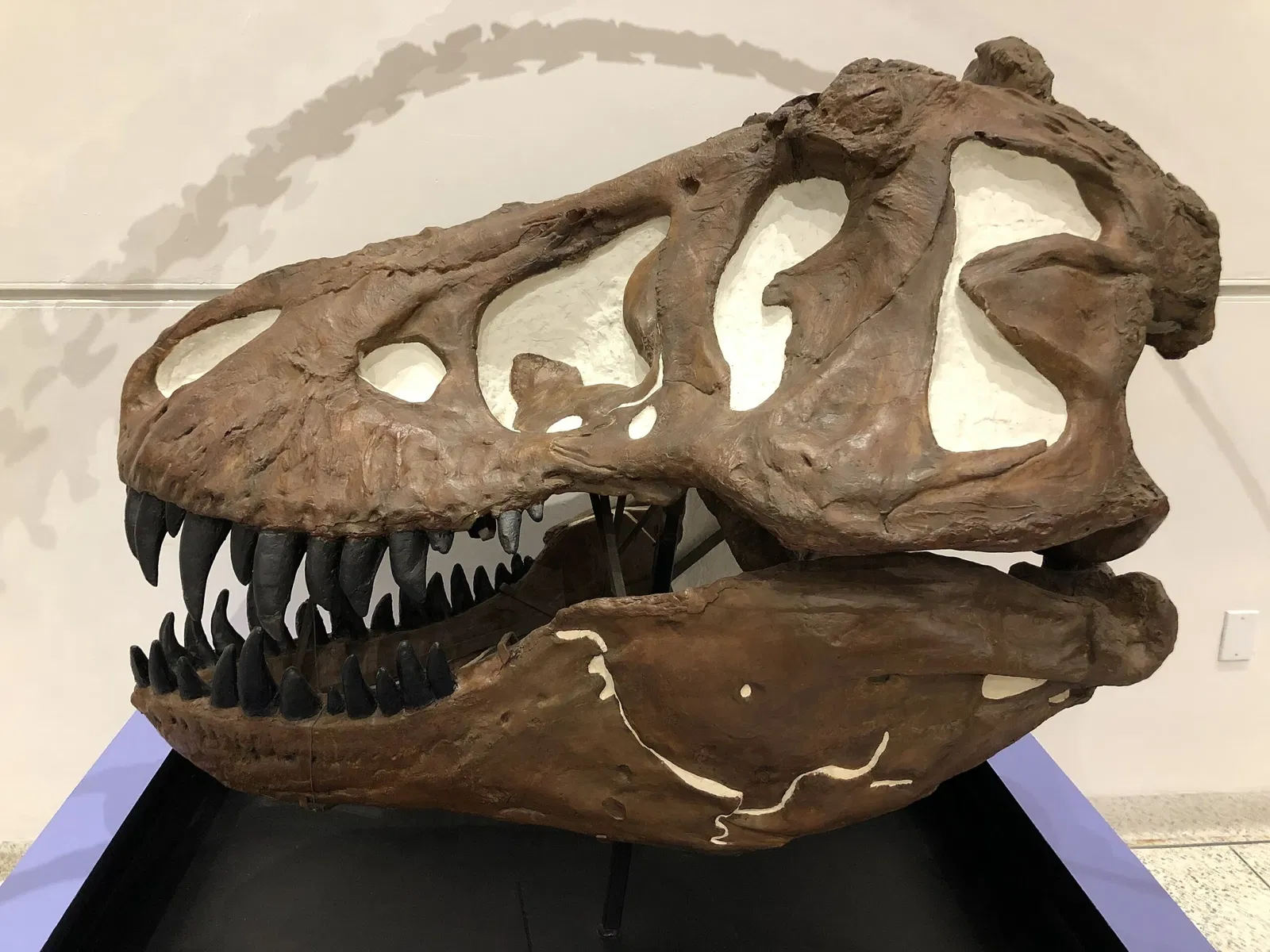 New Jersey State Museum