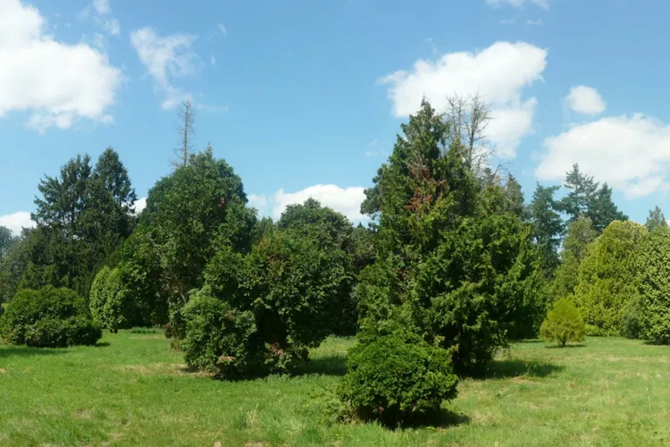 Versailles-Chèvreloup Arboretum