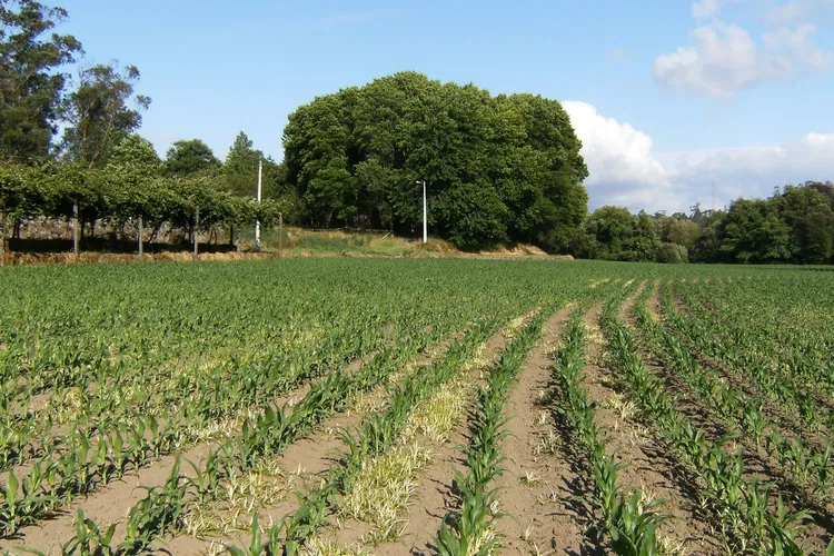 Paços de Ferreira Urban Park