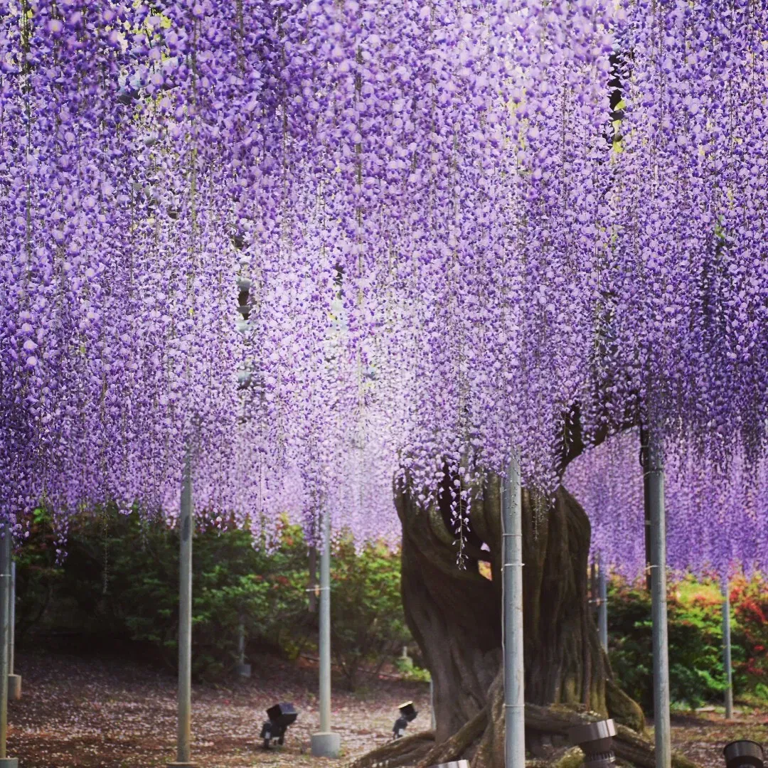 Ashikaga Flower Park