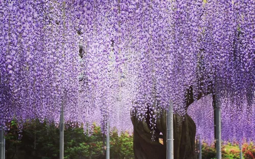 Ashikaga Flower Park