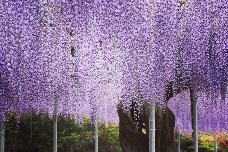 Ashikaga Flower Park