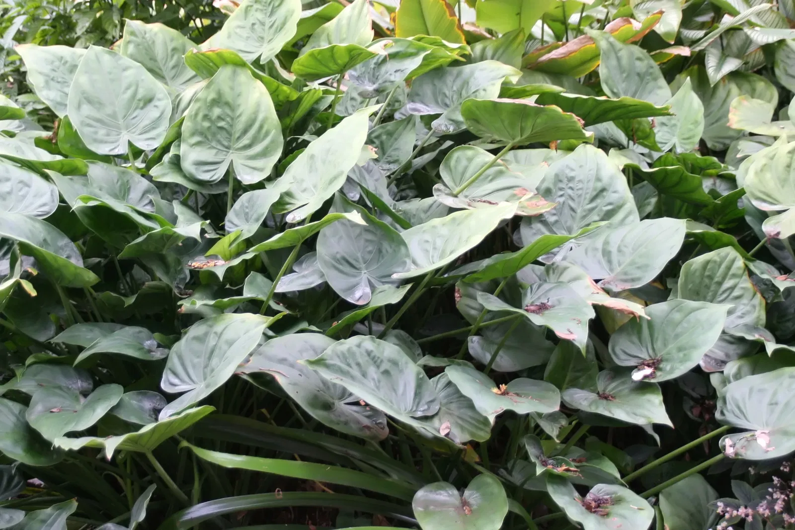 Jardin botanique tropical Fairchild