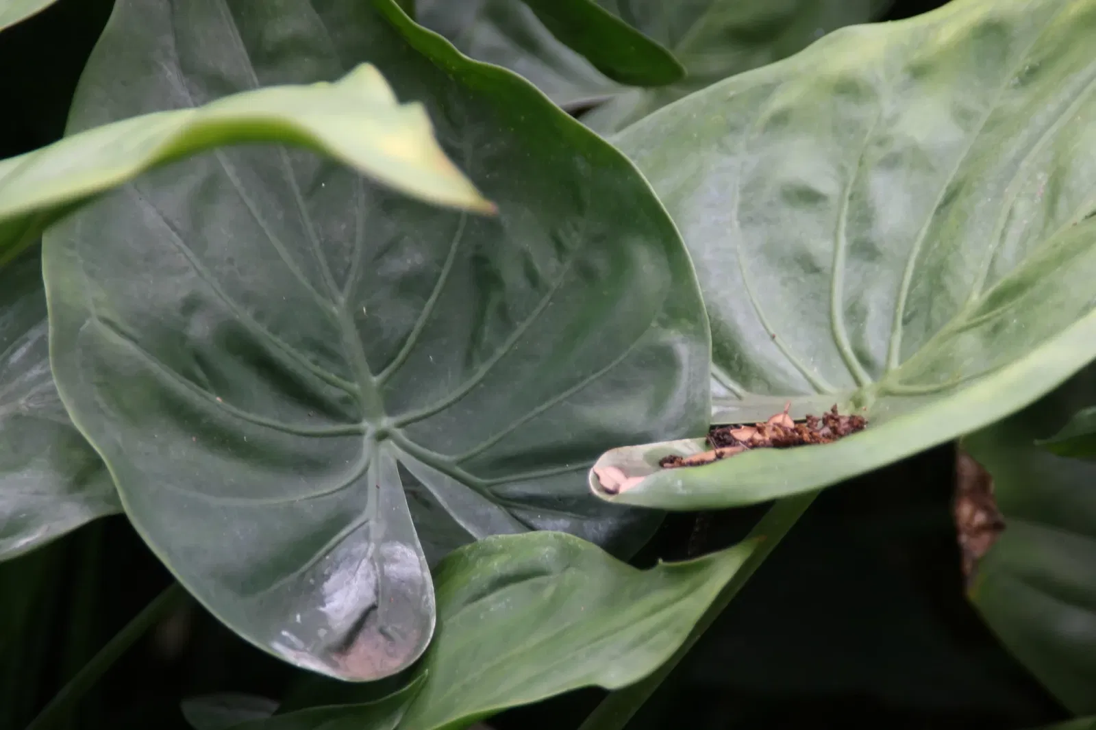 Fairchild Tropical Botanical Garden
