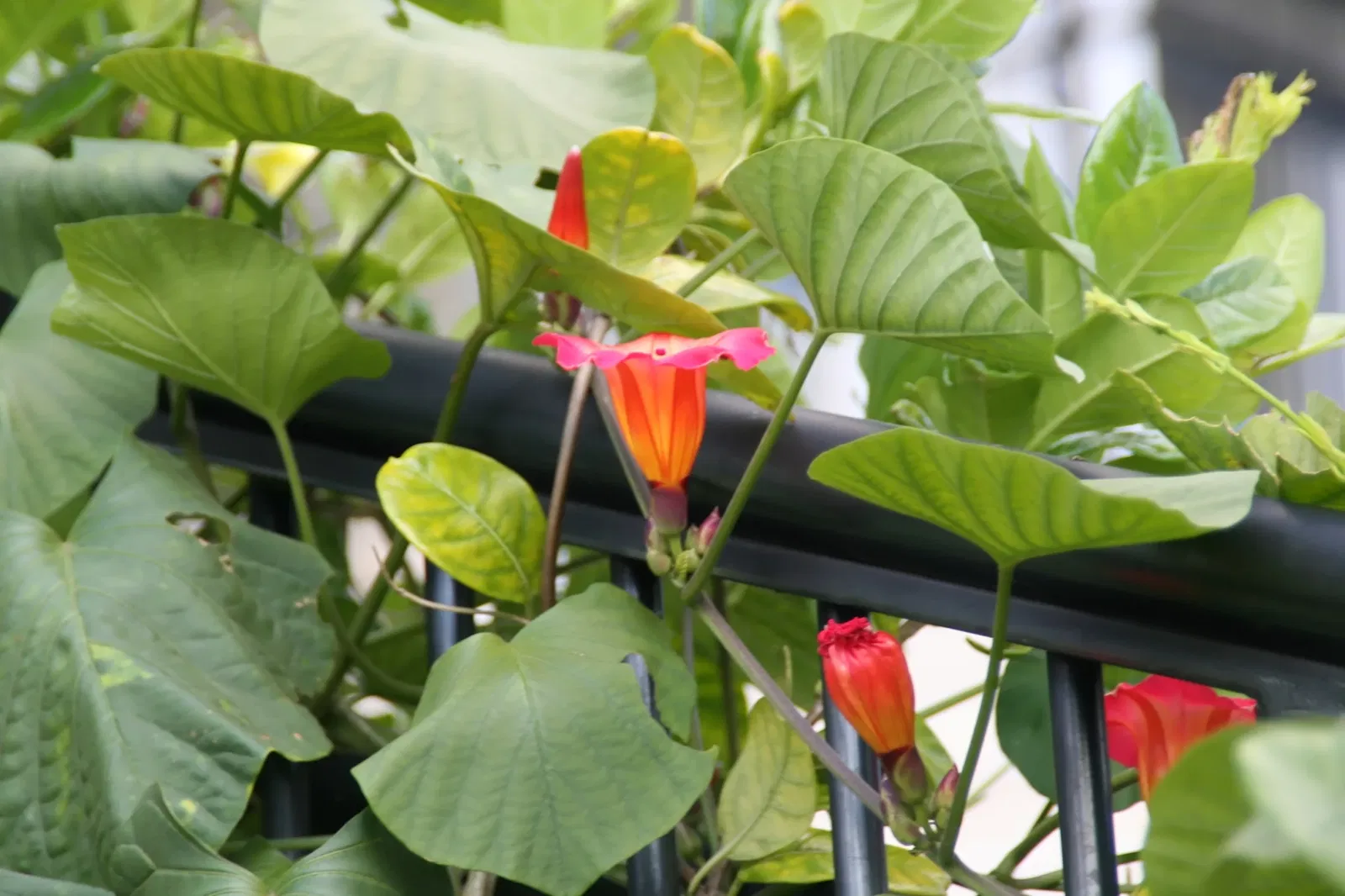 Fairchild Tropical Botanical Garden