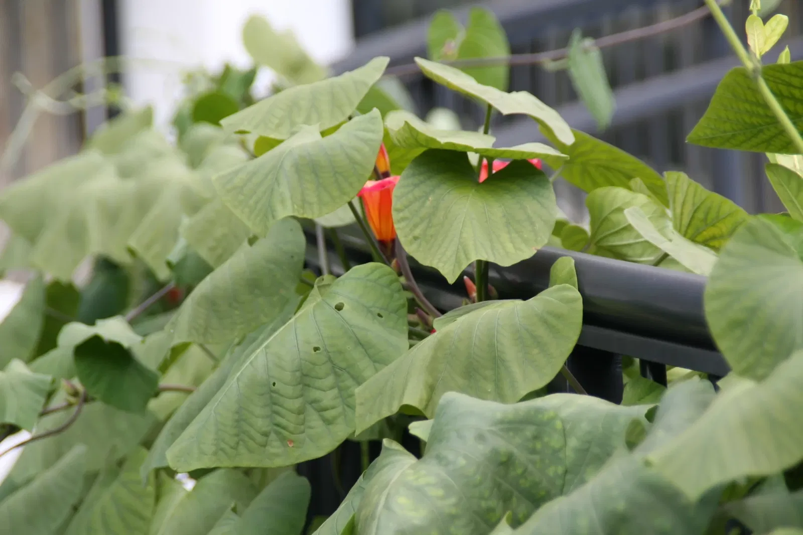 Jardin botanique tropical Fairchild