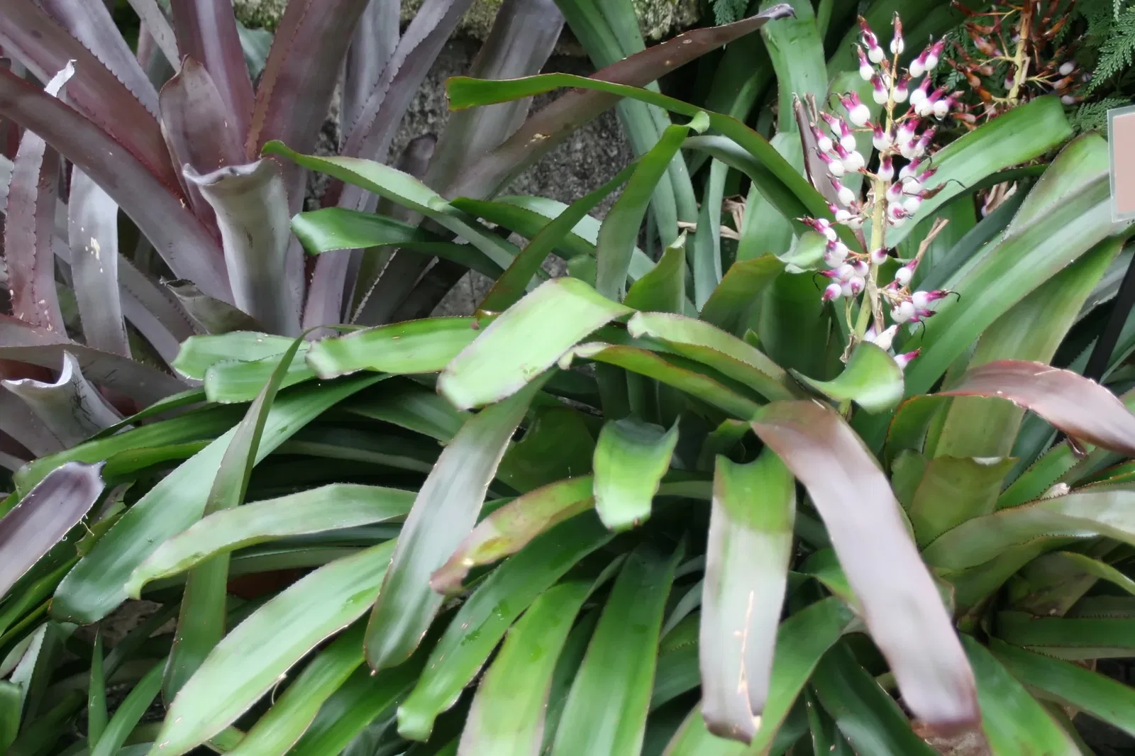 Jardin botanique tropical Fairchild