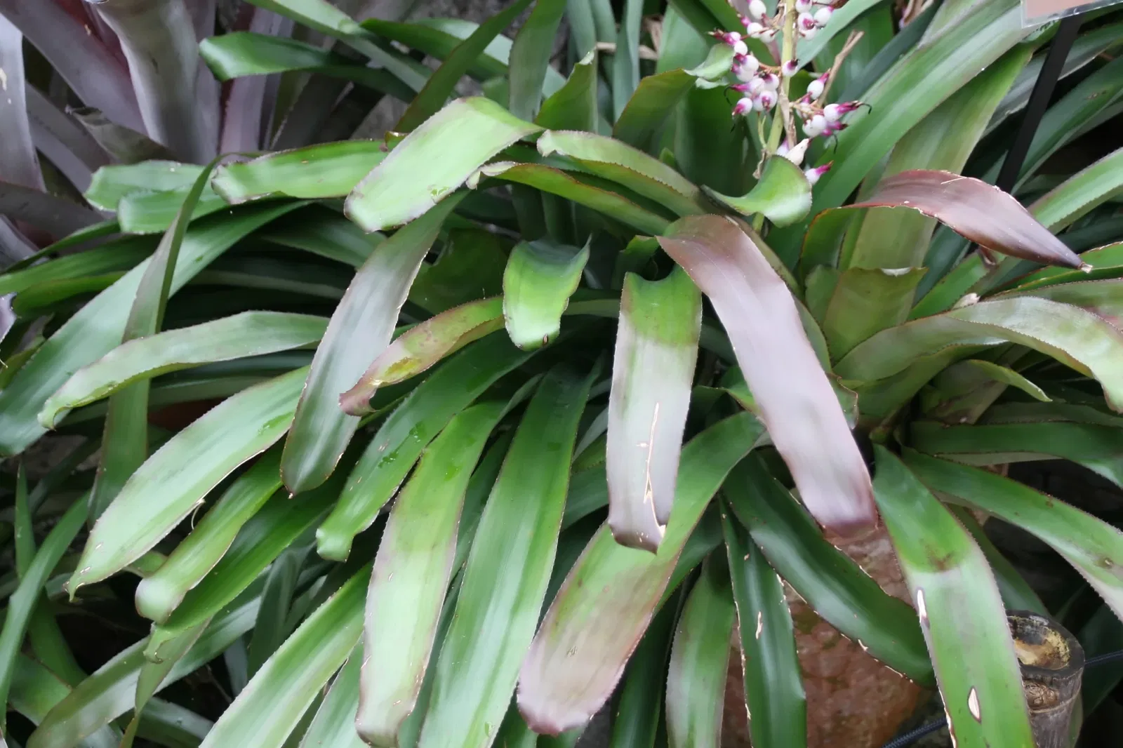 Jardin botanique tropical Fairchild