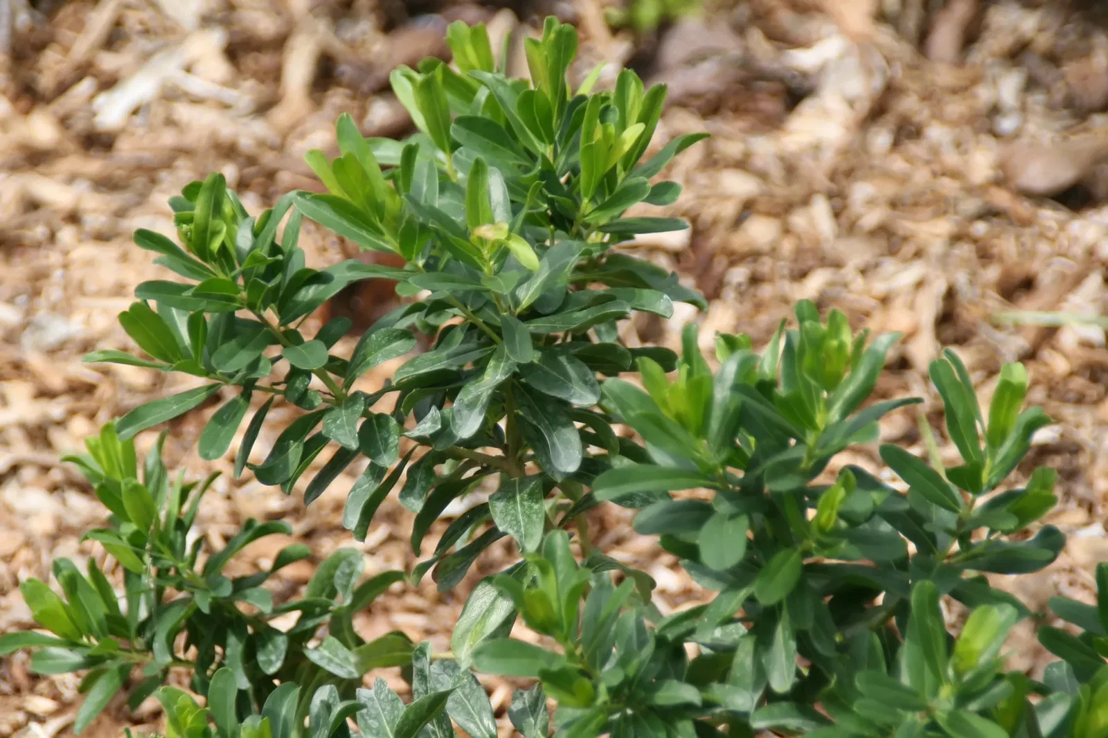 Fairchild Tropical Botanic Garden