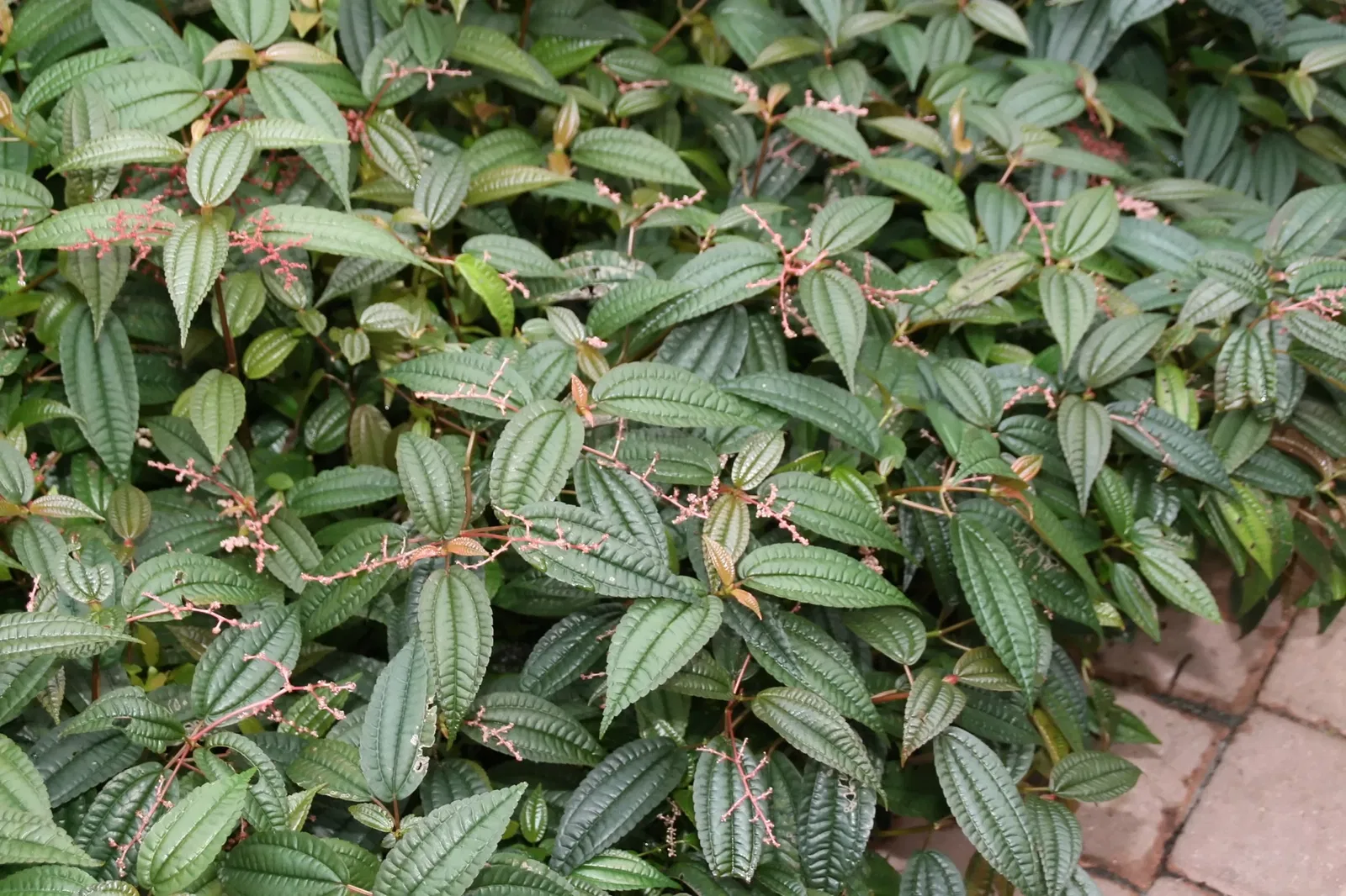 Fairchild Tropical Botanic Garden